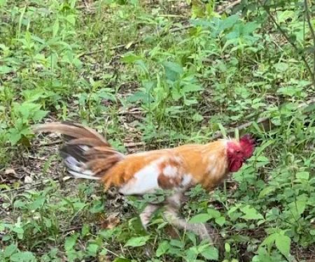 Pankey Road Mobile Home Park