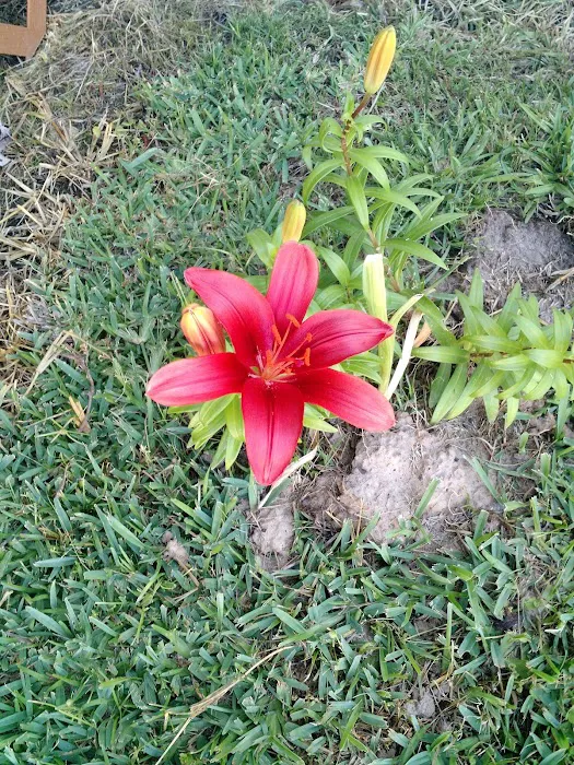Azalea Garden Community 1
