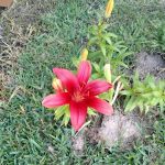 Azalea Garden Community