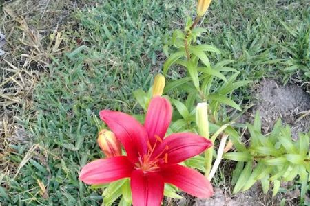 Azalea Garden Community