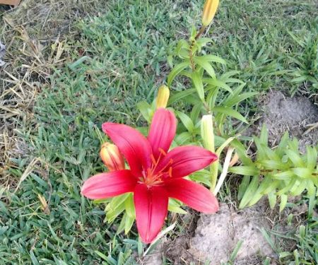 Azalea Garden Community