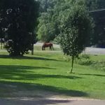 Reagan Mobile Home Park