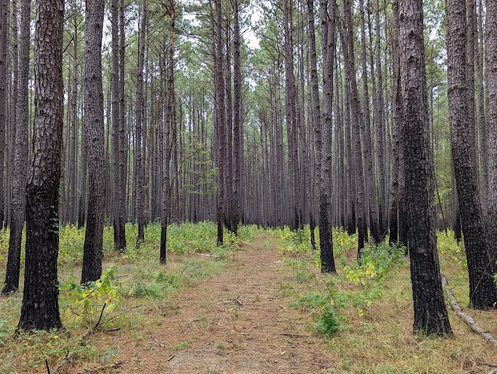 Holly Bluff Campground 4