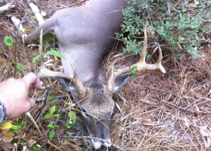 Alabama Creek Wildlife Management Area Public Camping 1