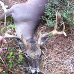 Alabama Creek Wildlife Management Area Public Camping