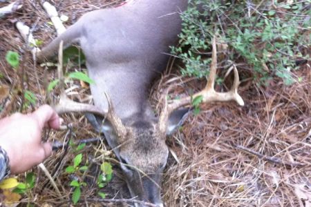Alabama Creek Wildlife Management Area Public Camping