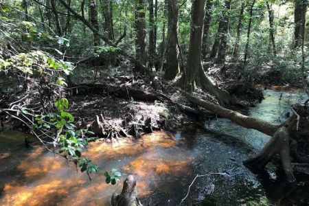 Jasper TX RV Park and Campground at Paula Bellow Nature Preserve