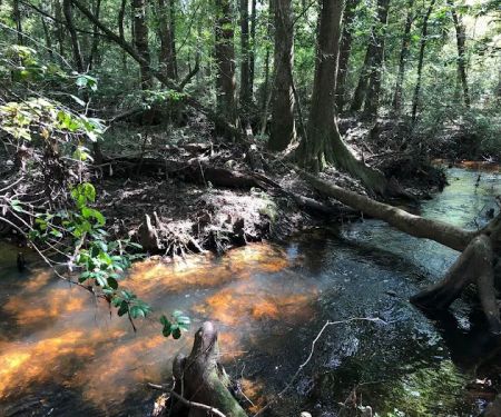 Jasper TX RV Park and Campground at Paula Bellow Nature Preserve