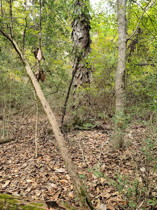 Magnolia Ridge Park Campground 9