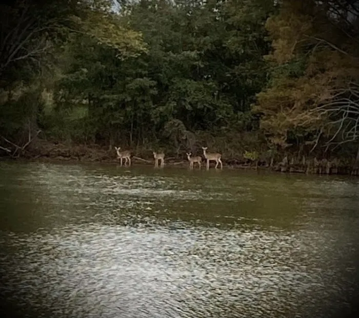 Bayou Bonne Idee RV PARK and one cabin 6
