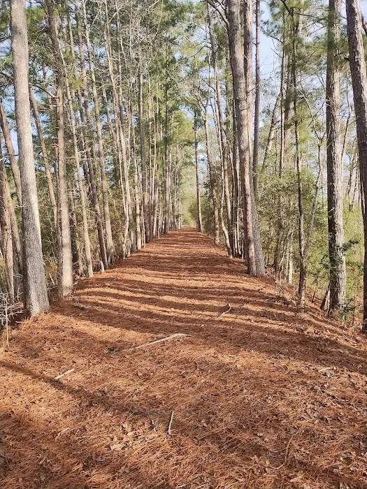Pineywoods Camp 10