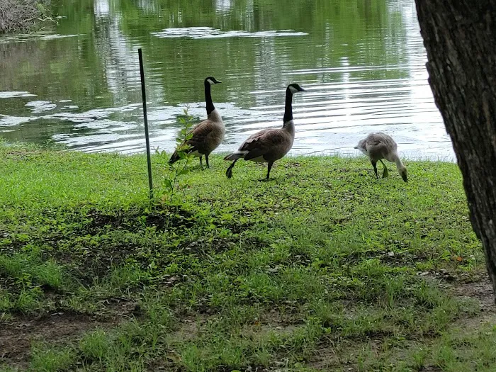 Camino del Bosque 3