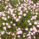 Cottage Cove RV Park