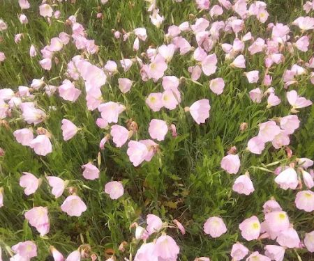 Cottage Cove RV Park