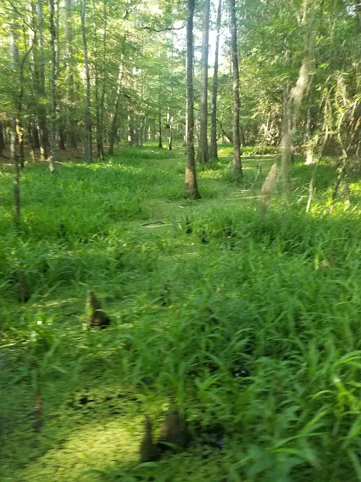 Martin Dies, Jr. Campground 10