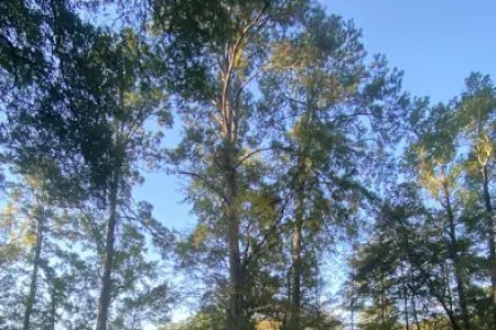 Campsite #313
