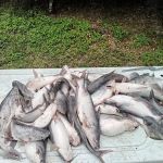 Lake Livingston Fish n Camp RV park