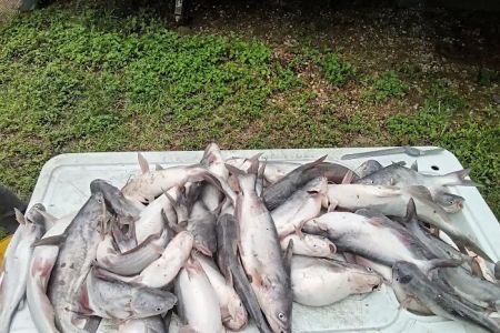 Lake Livingston Fish n Camp RV park