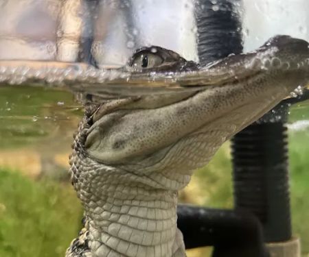 Pin Oak Loop Campground