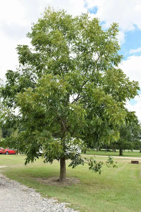 Pecan Acres RV Park 10