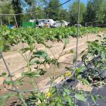 Big Thicket Hideaway RV Park