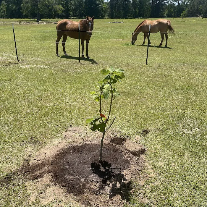 Fm 787 Thicket RV Park 2