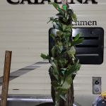 Eagles Net Campground