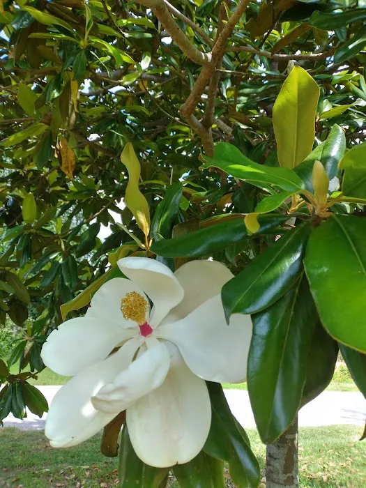 Magnolia RV Park 1