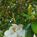 Magnolia RV Park