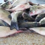 Running Branch Campground & Marina