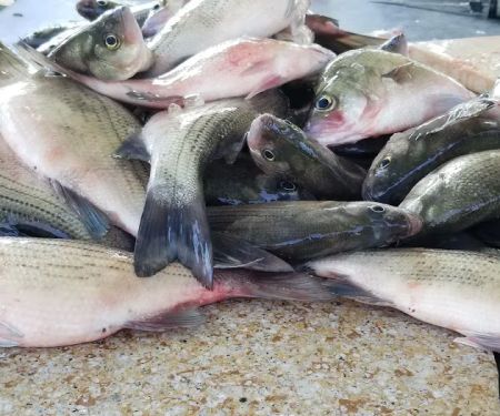 Running Branch Campground & Marina