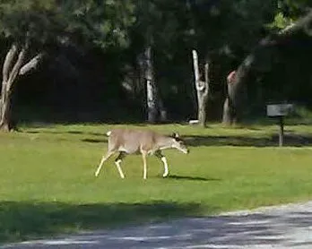 Quail Run RV Park 1