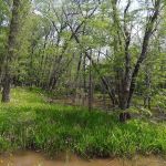 Sutton Lake Campground