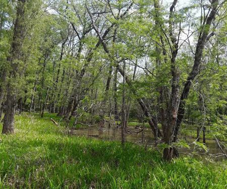 Sutton Lake Campground
