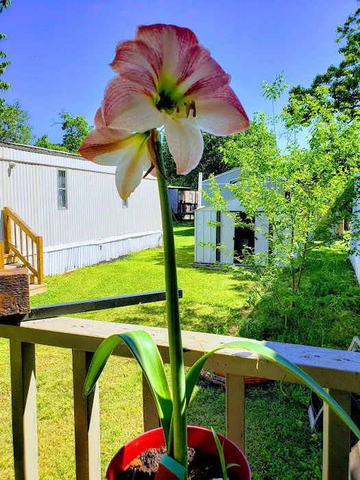 Primrose Lane MH & RV Park 9
