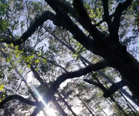 Magnolia Primitive Campsite