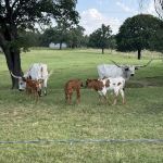 Legacy Longhorn Ranch and RV Resort