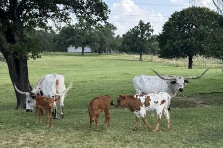 Legacy Longhorn Ranch and RV Resort