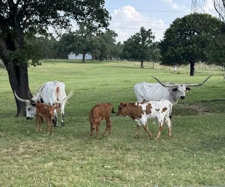 Legacy Longhorn Ranch and RV Resort