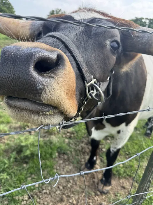 Legacy Longhorn Ranch and RV Resort 2