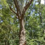Pecanwood Mobile Home Park
