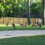 Triple-B RV Park, Lakeside