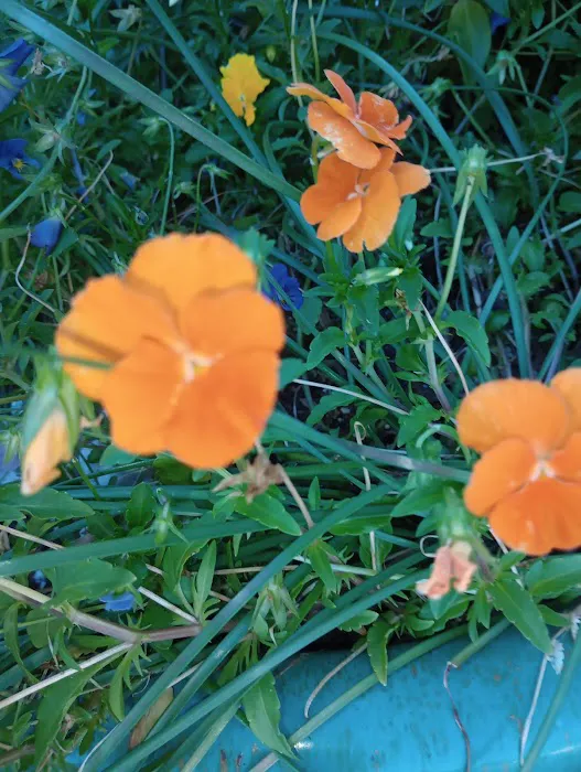 Country Oaks 6