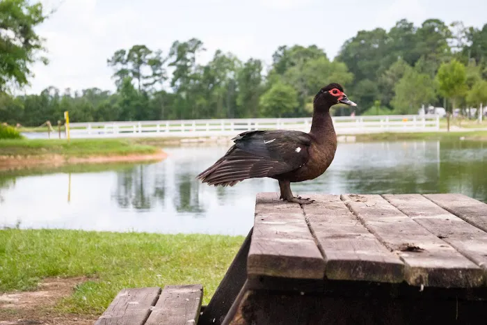 Jellystone Park™ Lake Charles 10