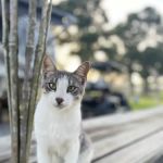 Cajun Haven RV Park