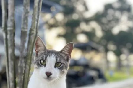 Cajun Haven RV Park