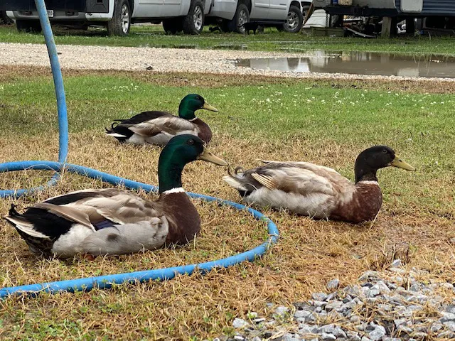Cajun Haven RV Park 6