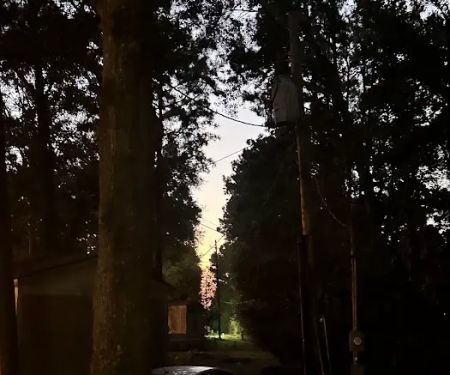 Splendora Pines