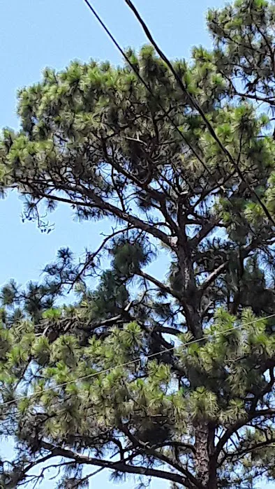 Pine Ridge RV Park 5