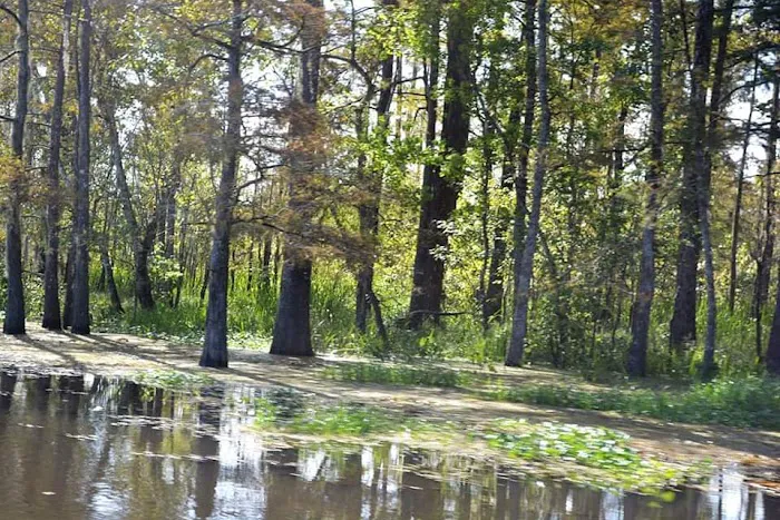 Cypress Lake RV Park 9
